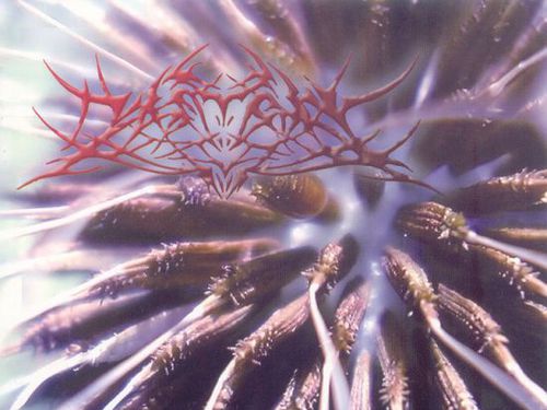 DIFTERY – Corrupting The Evolution