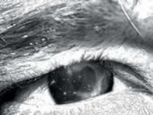 OPAQUE LUCIDITY – Opaque Lucidity