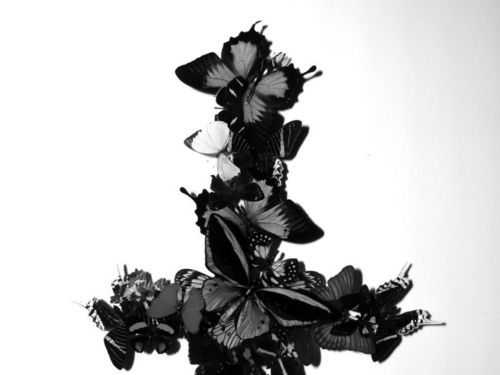 MONARCH! – Never Forever