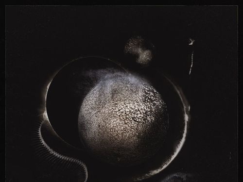 ENTHRONED – Cold Black Suns