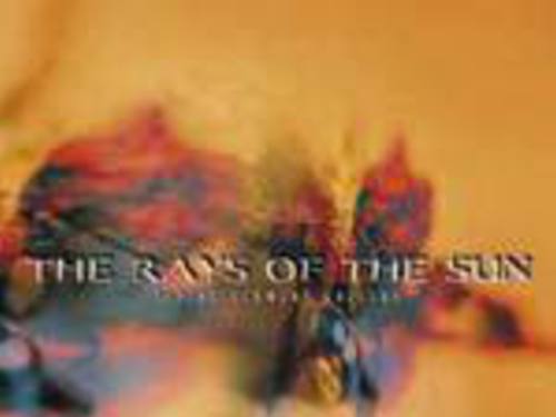 THE RAYS OF THE SUN - Living Flowers Gallery